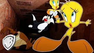 Looney Tunes en Latino | "¡Zí vi a un Demonio de Tasmania!" | WB Kids