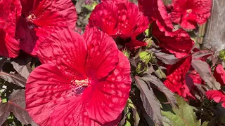 Hibiscus moscheutos Geant Red