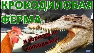 Крокодиловая ферма и кормление крокодилов / Crocodile farm and crocodile feeding