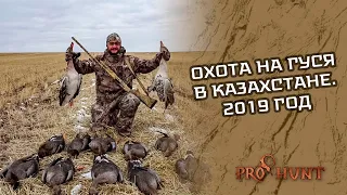 Охота на гуся в Казахстане. 2019 год
