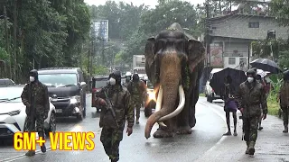 Sri Lankan tusker  came to Kandy with government security #tusker #lage #hugeelephant