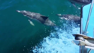 Common Dolphins South Africa