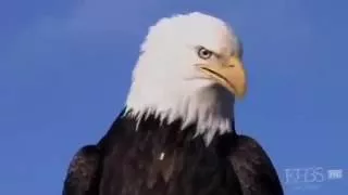 The American Eagle, National Geographic Documentary, Wild Life Video