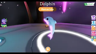 🐬Asiento el Delfín de Neón En Adopt me🐬 ¿🧐Cuál Sera La Siente🧐?