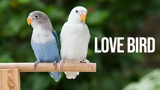 love birds happy hours #lovebirds #lovebirdsounds #parrot