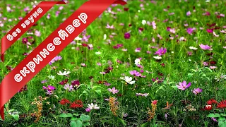 Луговые цветы и бабочки 🦋 Скринсейвер полевые цветы и лучи солнца 💐 Весна 2023 🌷