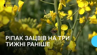 На Черкащині аномально рано зацвів ріпак