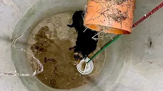 Dog spent two days in the manhole until the man found him | Dog Rescue Shelter