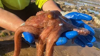 Huge monster octopus wraps arms tightly, it's really scary