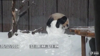 Toronto Zoo Giant Panda vs  Snowman