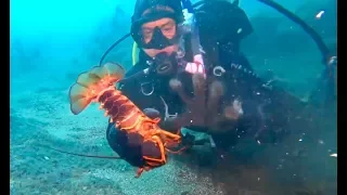 Lobster Wrestling Channel Islands