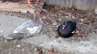 rațele leșești, găinile piticele, iepuri și câteva noutăți 🦆🐓🐔🐰