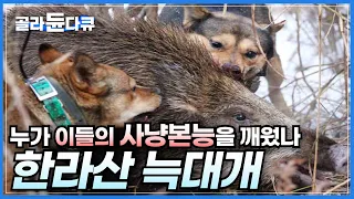 타고난 사냥본능으로 한라산을 지키는 최고의 사냥개, 제주견ㅣ한라산 보호수종을 파괴하고 농가까지 피해를 입히는 야생 멧돼지ㅣ죽는 순간까지 충성하는 제주 토종견ㅣ다큐프라임ㅣ#골라듄다큐