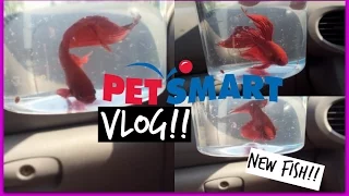 PETSMART VLOG: GETTING MY NEW BETTA FISH!! || TheCJWay