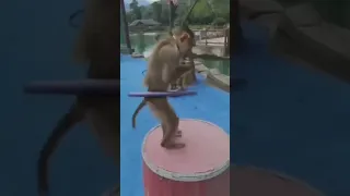 So funny monkey dance 😁😂 Mere sapno ki rani dj | #funny #shorts #viralshorts #funnyvideo