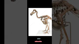 Dodo bird 2023 vs doo bird 10000bce years ago #shorts #youtubeshorts #viral #reels #animal #edit