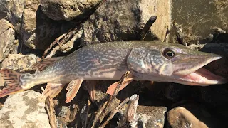 CATCH N’ COOK NORTHERN PIKE!