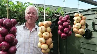 Beautiful Harvest of Fruit And Vegetables   Stringing Onions