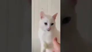 Кот Снежок поздоровался. Привет. Snowball the cat said hello.