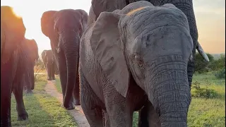 Albino Elephant, Khanyisa Leads Her Herd Home at Sunset ✨