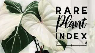 Rare Plant Index #11 | VARIEGATED EDITION!! | Uncommon to Extremely Rare Plants!