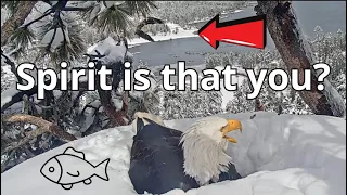 Does the Sub-Adult Eagle Want to Eat the FISH 🐟 for Jackie? Is That Spirit?👀🦅😮  🦅❤️3/31