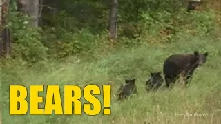 I saw Bears! (Mother and Cubs) - Canada 2009