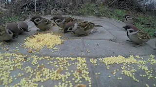 Nature beauty world | beautiful bird's | nature video