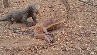 🔥OMG VIRAL l Komodo Dragons Eating Live Deer