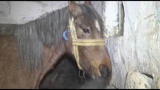 Падеж лошадей в Карагандинской области: названа причина