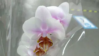 Обзор орхидей  22 ноября 2020 CASTORAMA  Воронеж