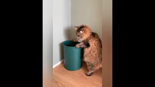 Funny animals, funny cats,котаны 5 ,面白い猫,  逗貓