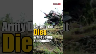 Army Dog, Kent Dies Protecting Soldier During An Encounter In Rajouri, Jammu & Kashmir |#Shorts N18S