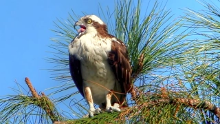 Amazing Osprey Calls - Up Close