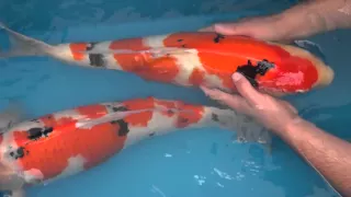 In Pursuit of Jumbo Koi - Part 3