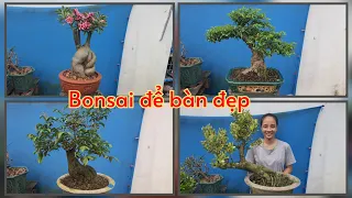 Bonsai để bàn đẹp 24/7♡Kim chi 0788.753.876