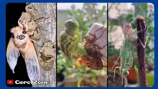 Unbelievable Molting Process of Insects (Ticks and Dragonflies)