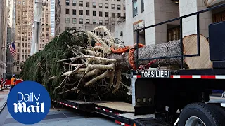 Rockefeller Center installs traditional giant Christmas tree