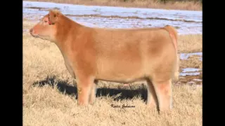 Плюшевая порода коров  Plush breed cows