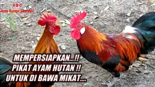 Cara Memilih PIKAT AYAM HUTAN untuk di jadi kan PIKAT