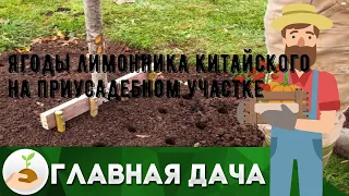 Ягоды лимонника китайского на приусадебном участке