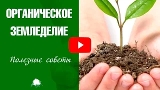 Органическое земледелие ✅ Основные принципы ✅ С чего начать?