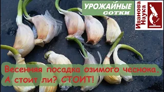 Весенняя посадка озимого чеснока. Очень простая процедура для отличного результата!