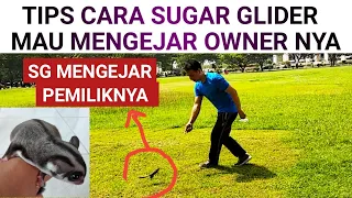 Tips cara Sugar Glider Mengejar Owner / Pemilik nya || Cara Mudah Sugar Glider Bonding kejar majikan