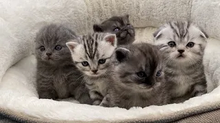 Super Cute Little Scottish Fold and Scottish Straight Kittens