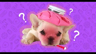 Cute TikTok Pets to Cure All Your Sadness Милые питомцы TikTok, чтобы вылечить всю вашу грусть