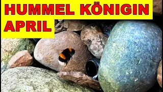 Hummelnest anlegen, fangen und Besiedeln