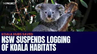 NSW Suspends Logging Of Koala Habitats