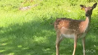 Adventure Richmond Park the biggest park in Uk 🇬🇧