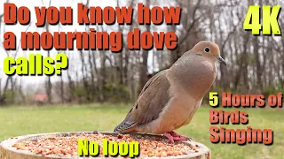 Mourning Dove Special | Mourning Dove Call, Cat TV, 5 HOURS of Birds Singing, No loop, 4K HDR